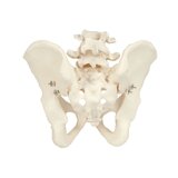 Modelo de pelvis que muestra huesos y articulaciones en la pelvis masculina.