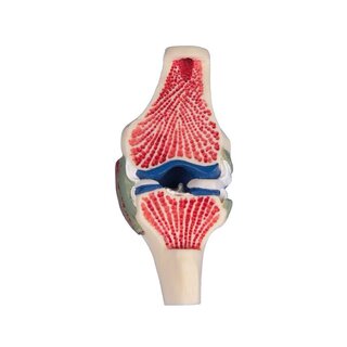 Sección longitudinal - modelo de rodilla