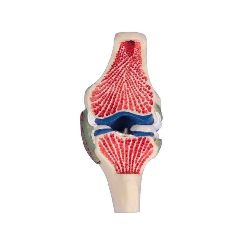 Sección longitudinal - modelo de rodilla