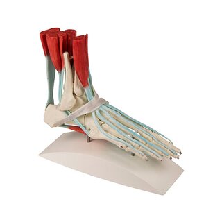 Pie esquelético con ligamentos