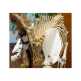 Esqueleto de gato real (Felis catus) con articulaciones flexibles