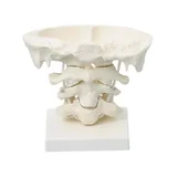 The movement of the upper cervical vertebrae