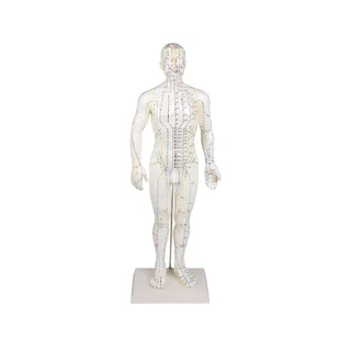 Figura de acupuntura china, hombre