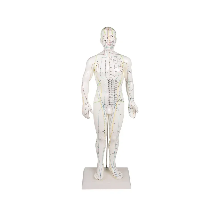 Figura de acupuntura china, hombre