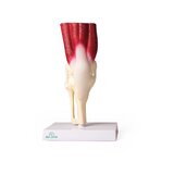 Articulación de la rodilla, tamaño natural, con músculos.