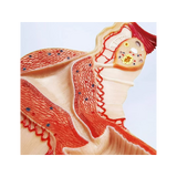 Anatomisk model af de kvindelige kønsorganer