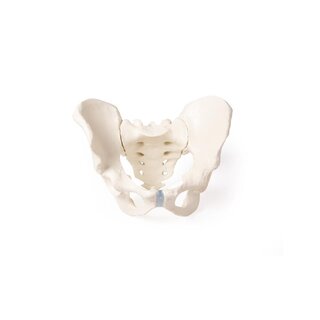 Pelvis masculina con sacro