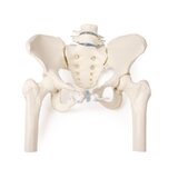 Pelvis femenina con sacro, 2 vértebras lumbares y muñones femorales, flexible