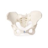 Modelo de pelvis femenina con sacro