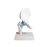 Hip joint model with ligaments with stand