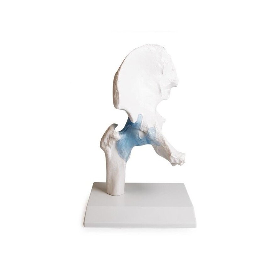 Hip joint model with ligaments with stand