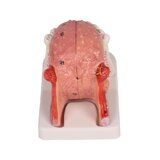 Modelo de lengua y dientes, tamaño natural, 4 partes