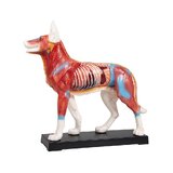 Modelo de perro de acupuntura