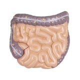 Detailed torso model with 27 removable parts (light-skinned and interchangeable genitals)