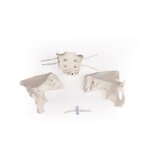 Pelvis femenina, flexible