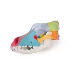 Modelo de cráneo de perro con huesos de cráneo coloreados.