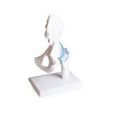 Hip joint model with ligaments with stand