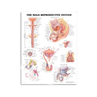 Mandlige reproduktive system plakat
