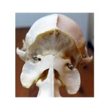Esqueleto de gato real (Felis catus) con articulaciones flexibles