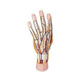 Modelo de mano avanzado con dos partes desmontables.