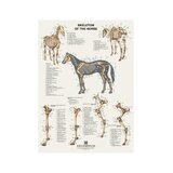 6 carteles de caballos en formato volteable