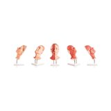 Cabeza para inyecciones faciales, músculos semilaterales.