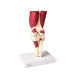 Articulación de la rodilla, tamaño natural, con músculos.