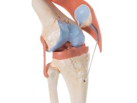 Modelos de rodilla