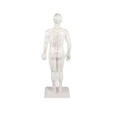 Figura de acupuntura china, hombre