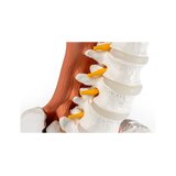 Pelvis masculina, columna lumbar con músculos