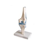 Articulación de la rodilla con ligamentos con soporte