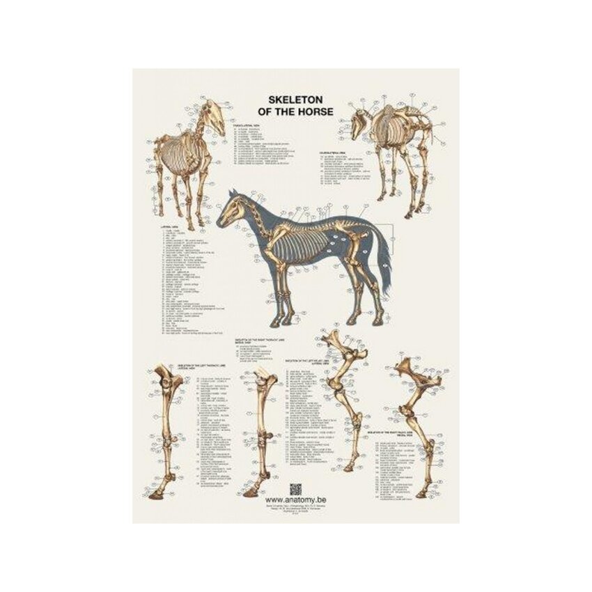 Póster de esqueleto de caballo 60x80 cm