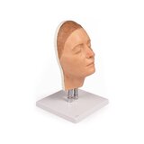 Entrenamiento de modelo de cabeza para inyecciones faciales, versión A