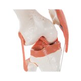 Modelo de rodilla flexible con ligamentos