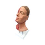 Cabezal para inyecciones faciales con músculos, arterias y nervios.