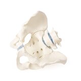 Pelvis masculina con sacro y 2 vértebras lumbares