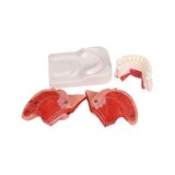 Modelo de lengua y dientes, tamaño natural, 4 partes