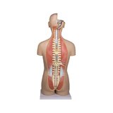Detailed torso model with 27 removable parts (light-skinned and interchangeable genitals)