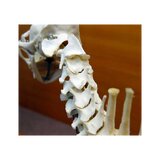 Esqueleto de gato real (Felis catus) con articulaciones flexibles