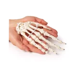 Esqueleto de la mano con numeración de los huesos