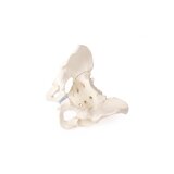 Pelvis masculina con sacro