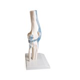Articulación de la rodilla con ligamentos con soporte