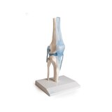 Articulación de la rodilla con ligamentos con soporte