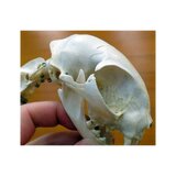 Esqueleto de gato real (Felis catus) con articulaciones flexibles
