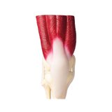 Articulación de la rodilla, tamaño natural, con músculos.