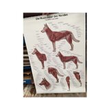 Póster de musculatura canina de 50 x 70 cm