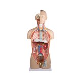 Detailed torso model with 27 removable parts (light-skinned and interchangeable genitals)