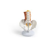 Pelvis masculina, columna lumbar con músculos