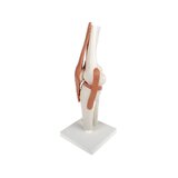 Modelo de rodilla flexible con ligamentos