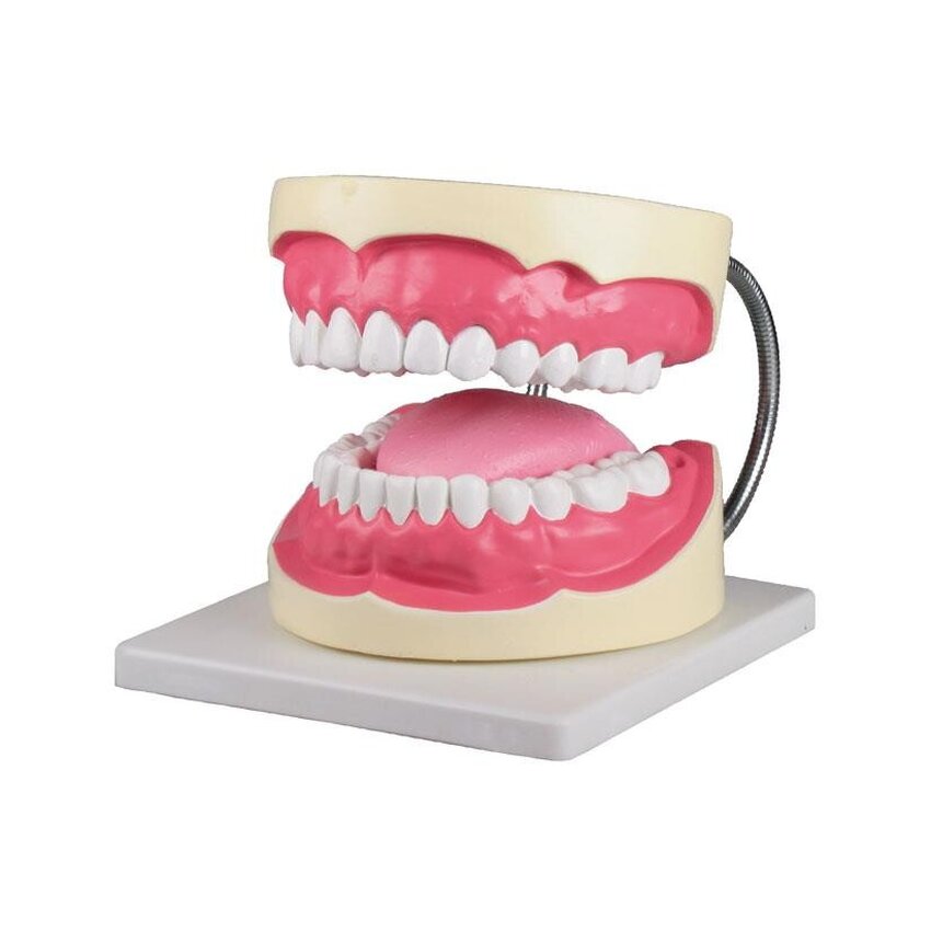 Modelo de diente de higienista dental